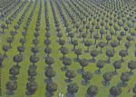 English Orchard by Artist Gabriela Schutz